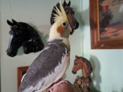 Young cockatiels
