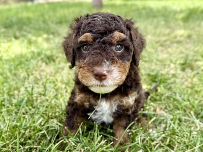Mini Multigenerational Bernedoodles