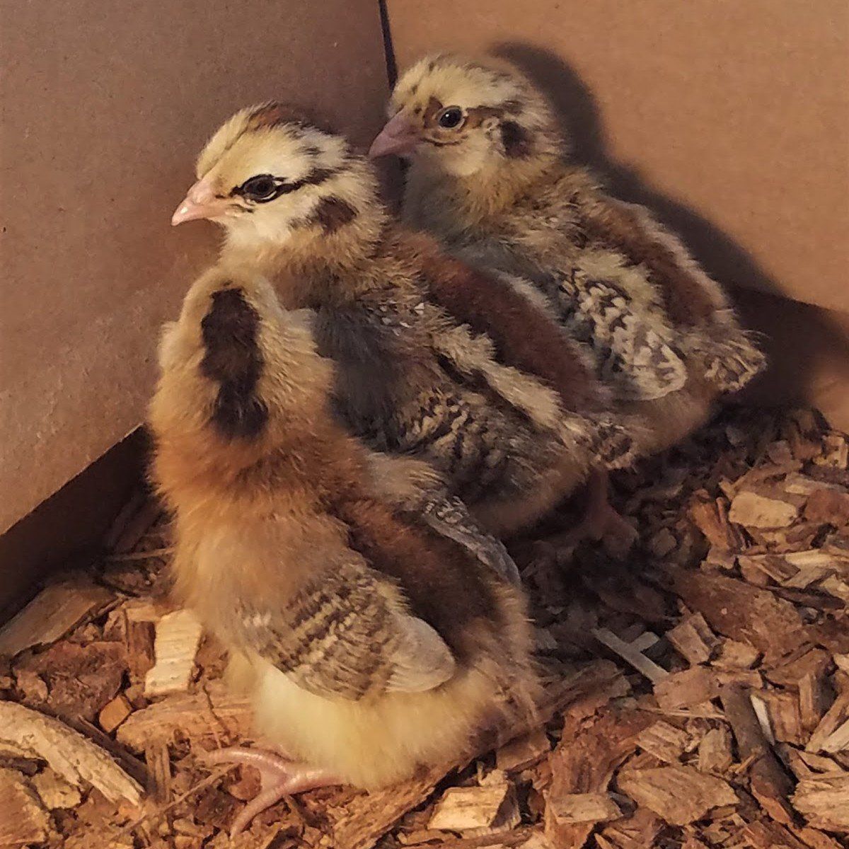 Ameraucana female chicks & pullets