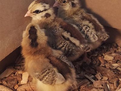Ameraucana female chicks & pullets