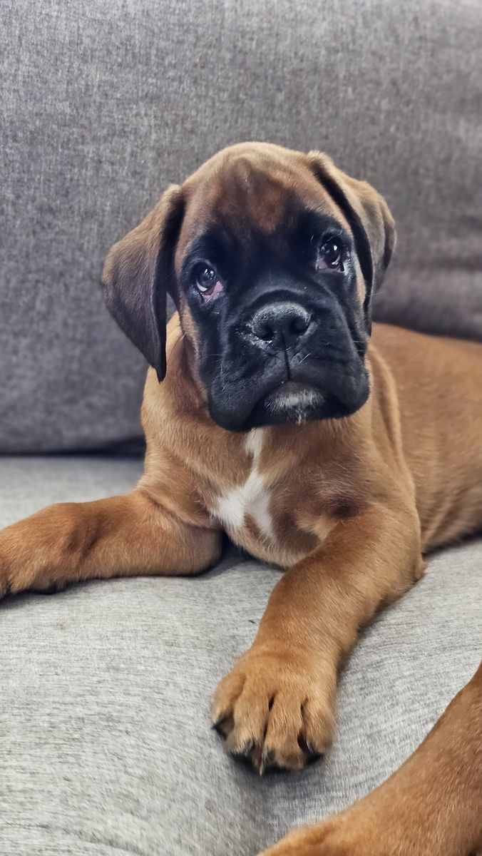 AKC European Boxers