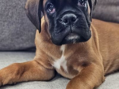 AKC European Boxers