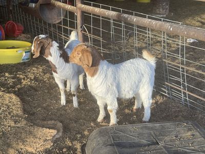 Grass Fed Boer Goats-Large Volume Sales Availabl