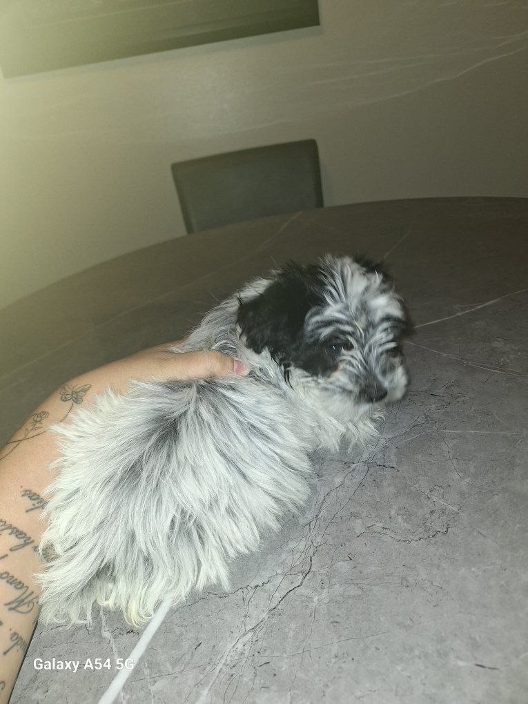 Mini Heeler/ Mini Poodle