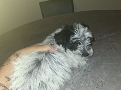 Mini Heeler/ Mini Poodle