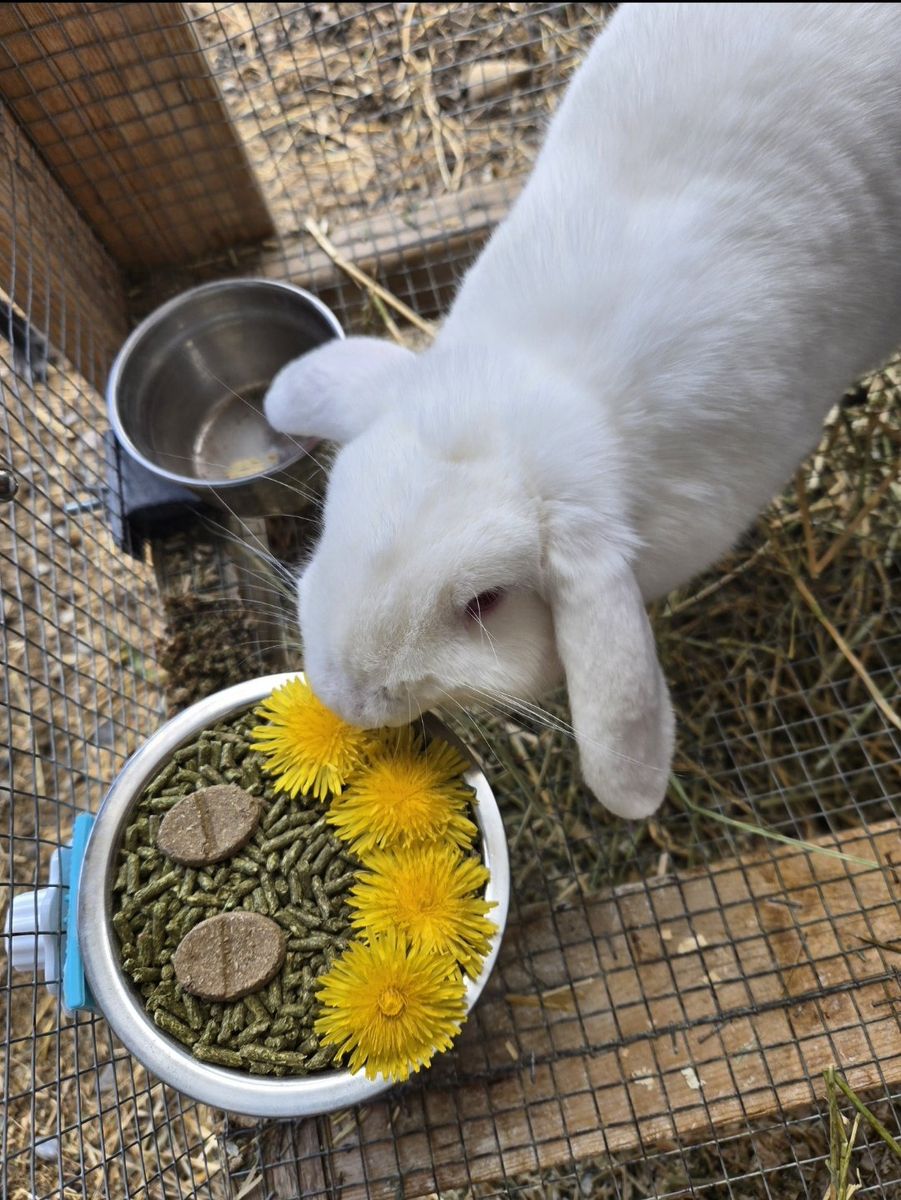 Mini lop female