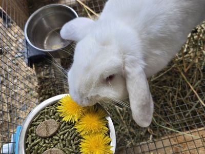 Mini lop female