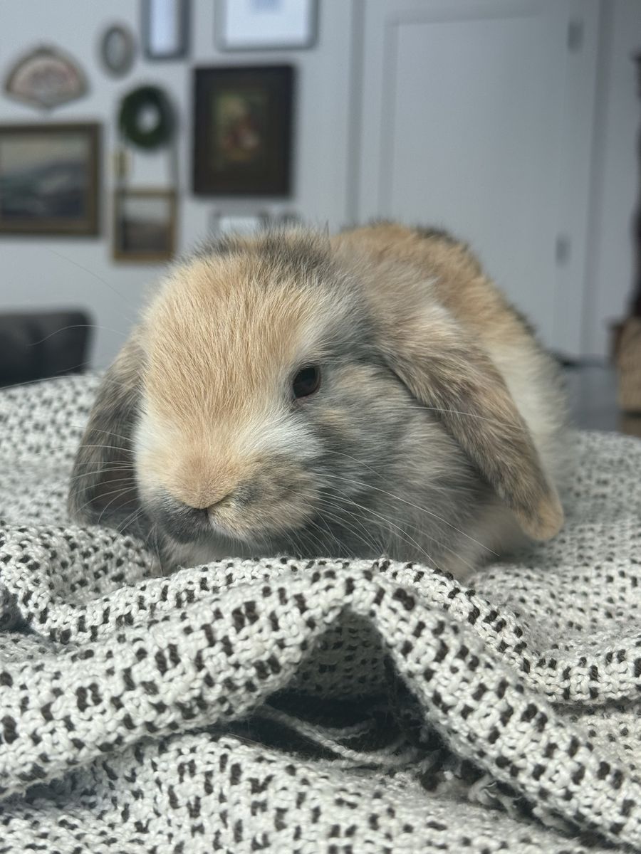 Holland lop doe