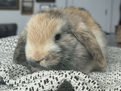 Holland lop doe