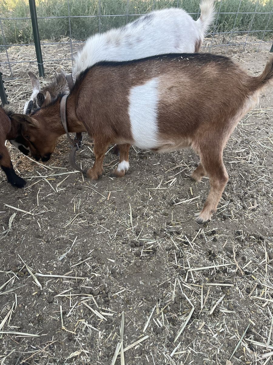 Nigerian Dwarf Goats