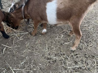Nigerian Dwarf Goats