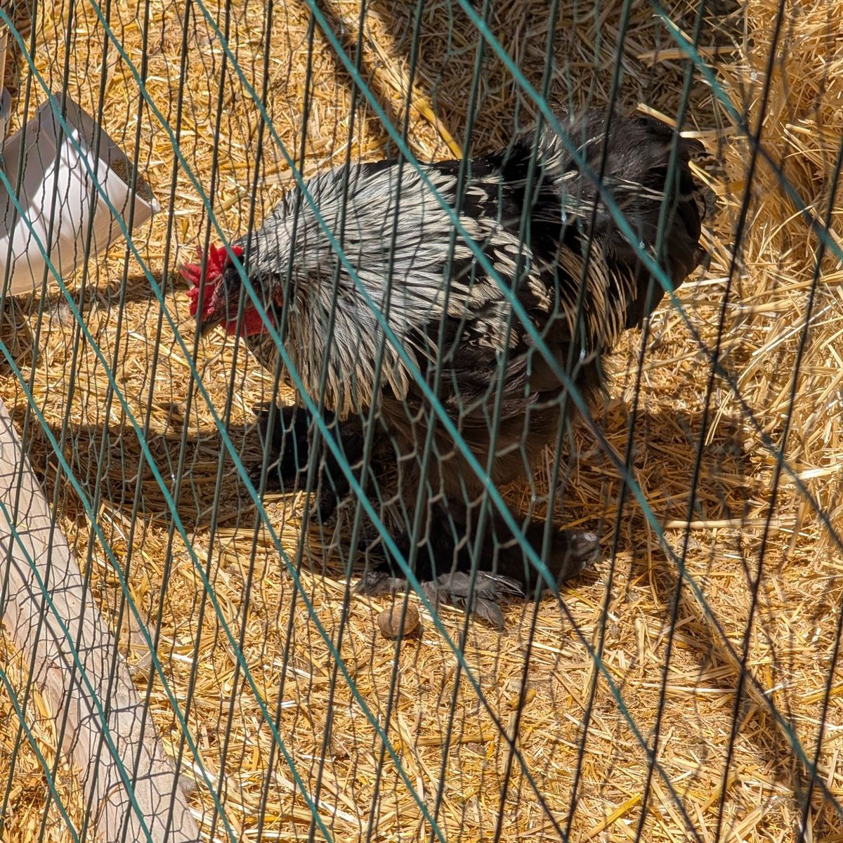 2 Roosters
