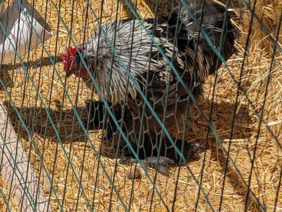 2 Roosters