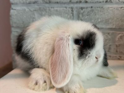 Adorable Holland Lop Rabbit Bunny - Black and White Harlequin