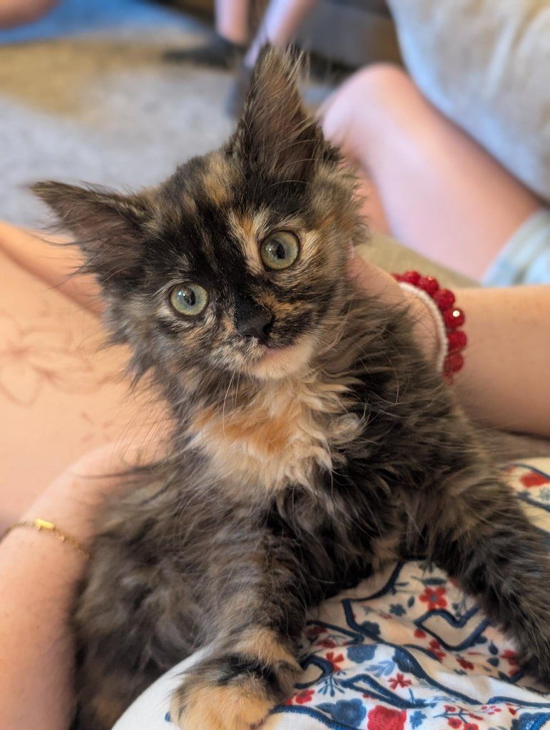 Beautiful Tortie
