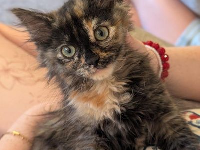 Beautiful Tortie