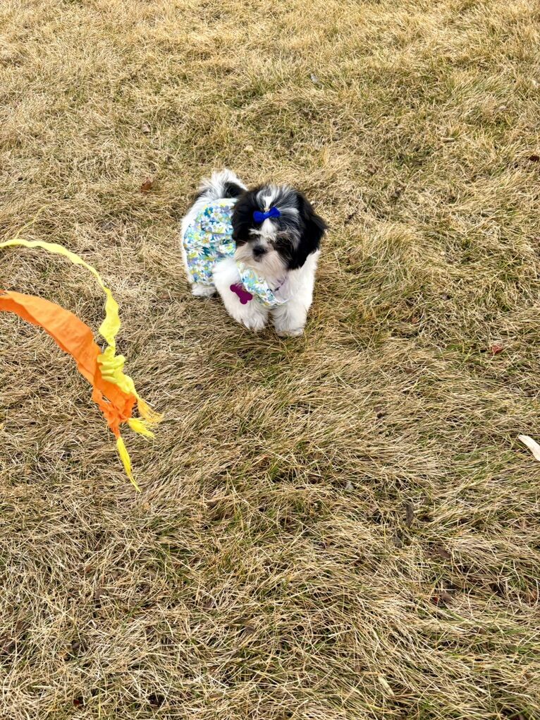 Paws-itively Precious AKC  Shih Tzu Puppies!