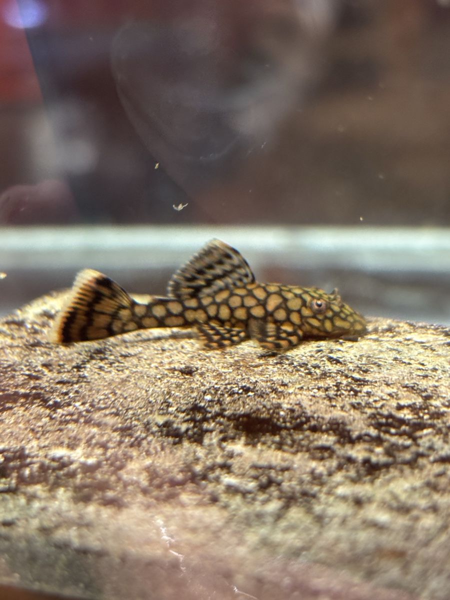 Ancistrus Wabenmuster Pleco
