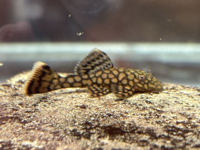 Ancistrus Wabenmuster Pleco