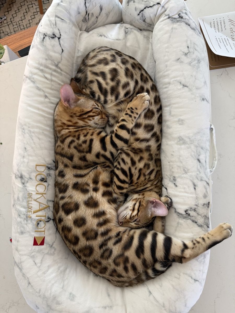 Bengal Cats - Brother and Sister