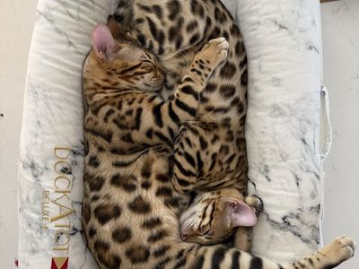 Bengal Cats - Brother and Sister