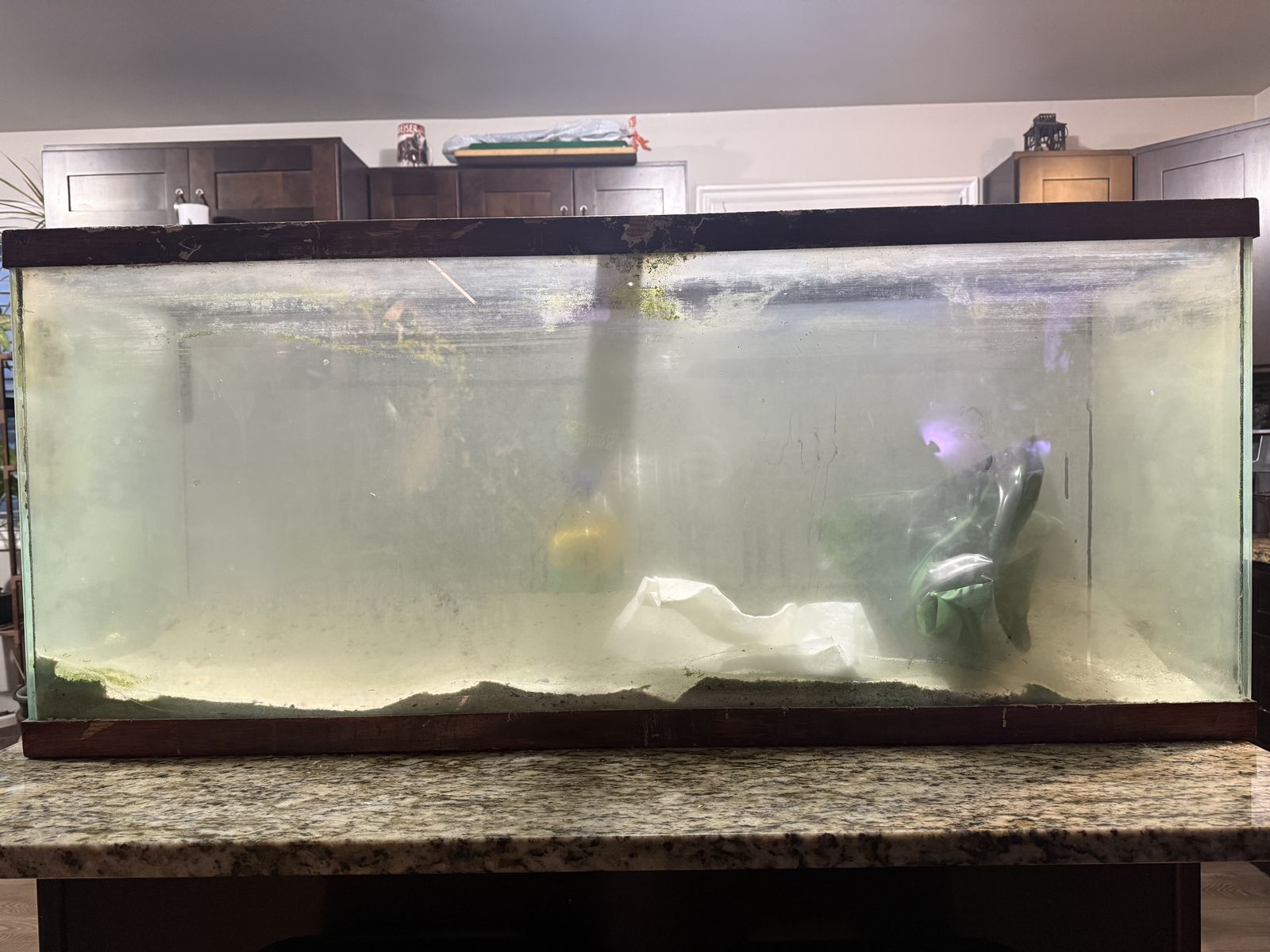 55 Gallon Fish Tank