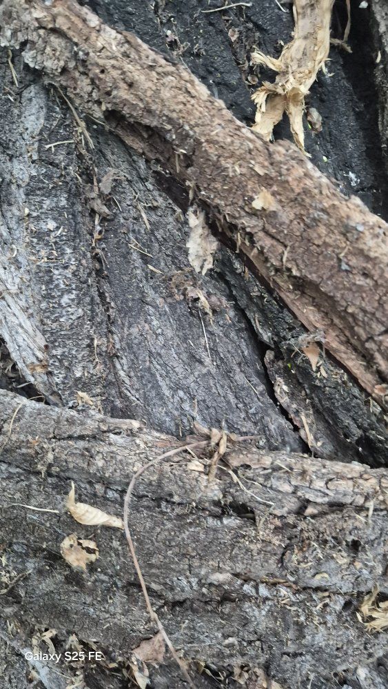 Natural Hardwood Firewood - Untreated, Ready to Burn, Bulk Quantity Available