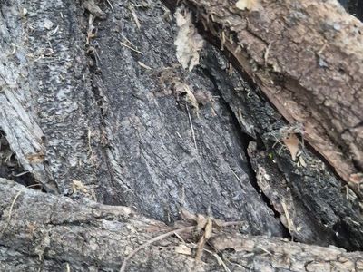 Natural Hardwood Firewood - Untreated, Ready to Burn, Bulk Quantity Available