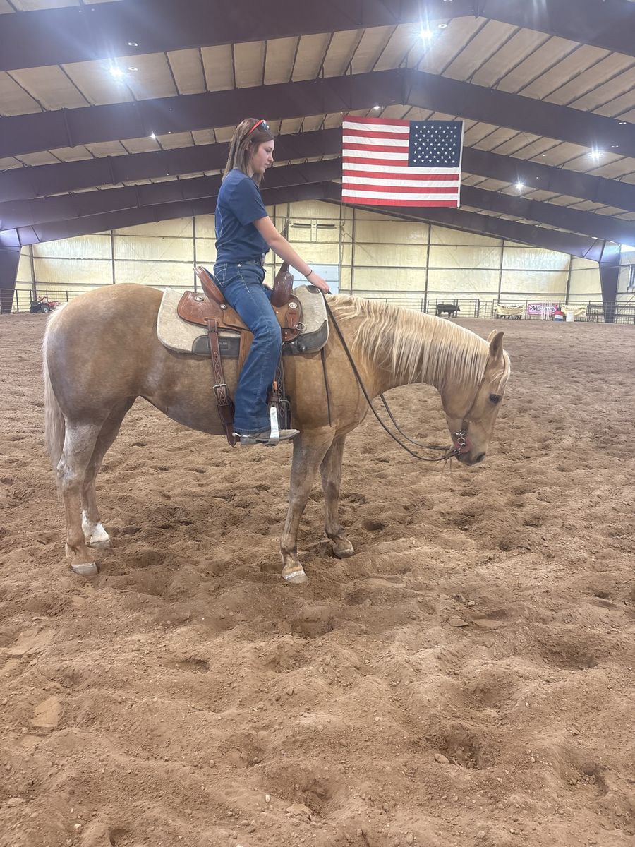 12 year old 4-h horse deluxe