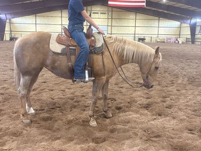 12 year old 4-h horse deluxe