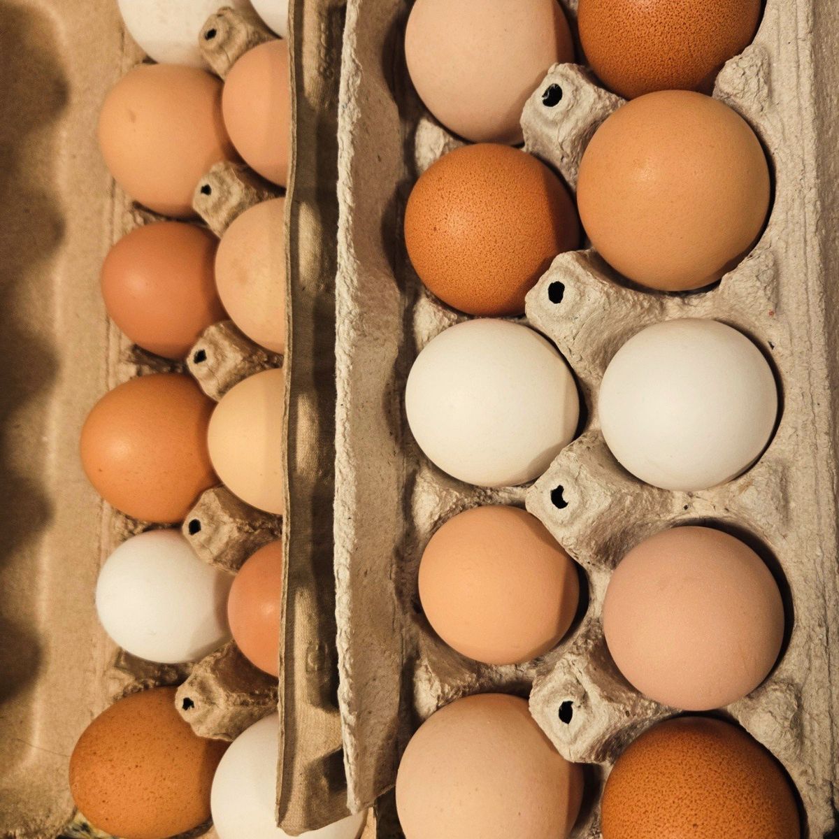 chicken eggs