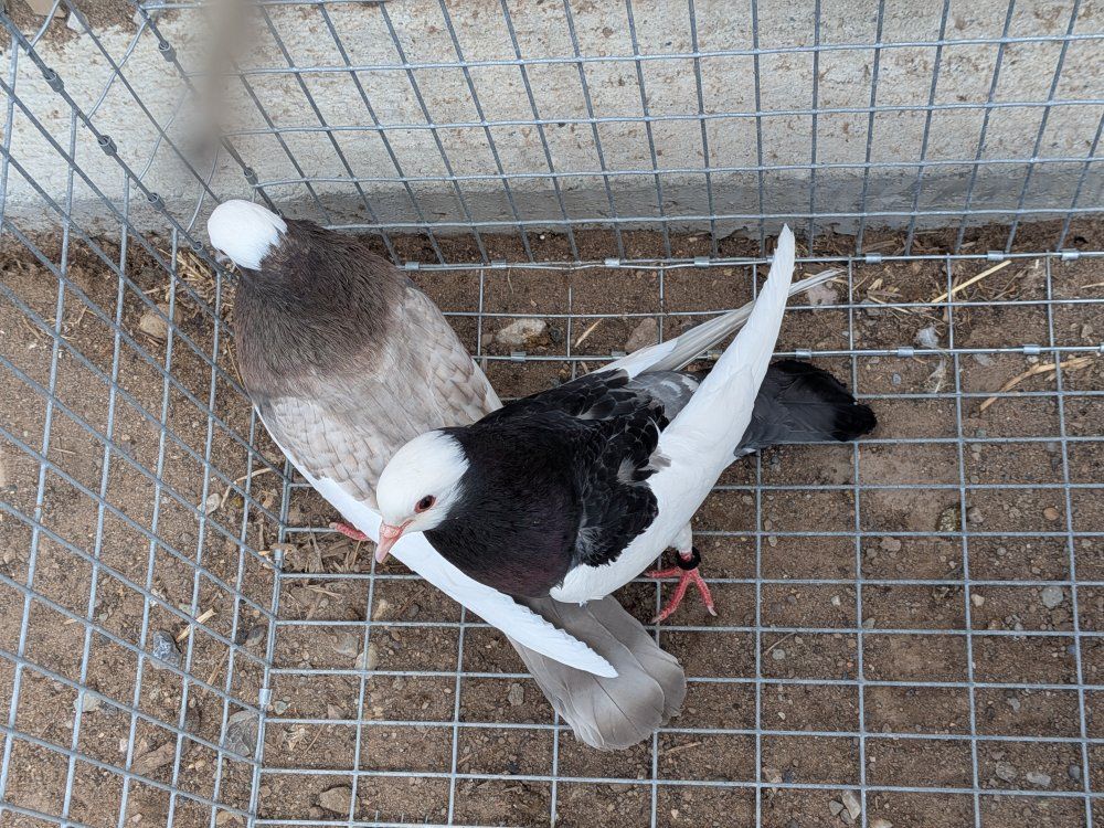 pigeons