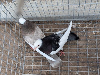 pigeons