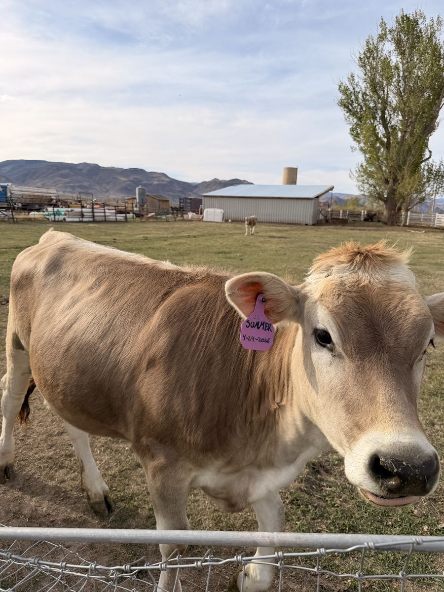 Brown Swiss Cow Name :Summer