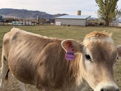 Brown Swiss Cow Name :Summer