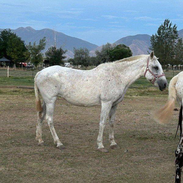 Amelia (Andalusian grade mare)