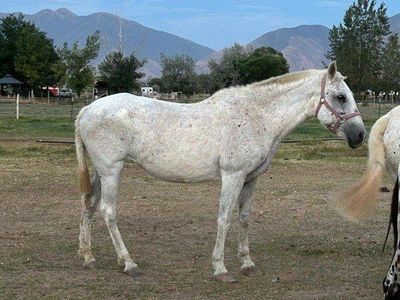Amelia (Andalusian grade mare)