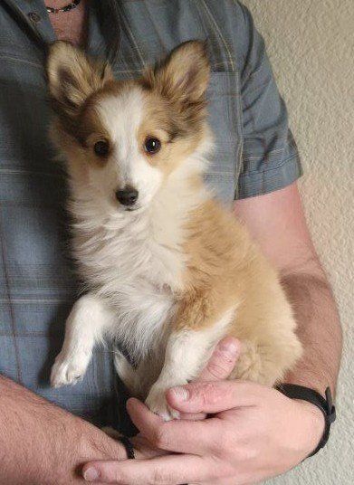 AKC Purebred Sheltie Puppy
