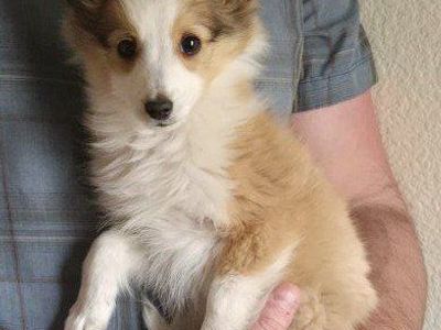 AKC Purebred Sheltie Puppy