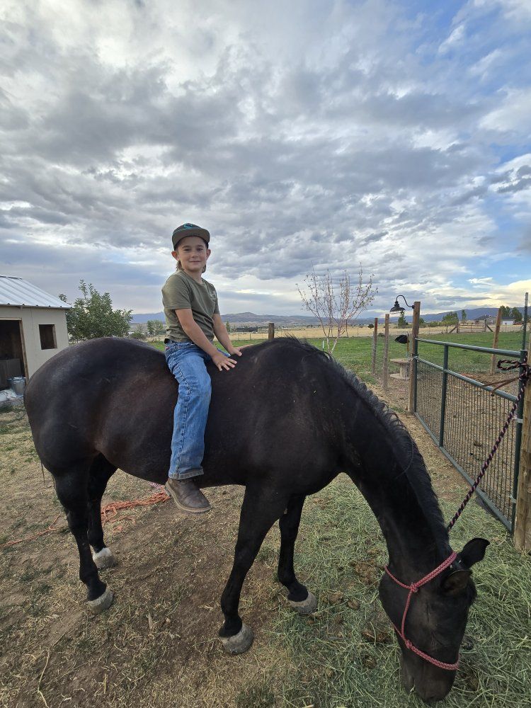 Black Mare for sale