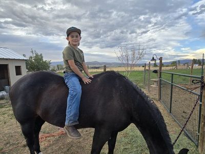 Black Mare for sale