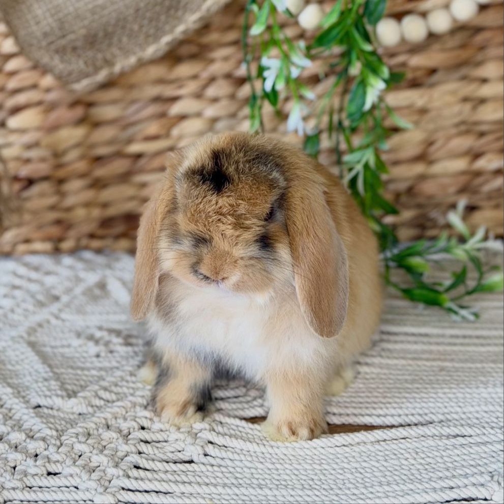 Adorable Baby Holland Lops Ready Now!