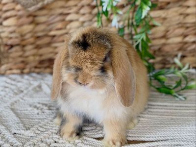 Adorable Baby Holland Lops Ready Now!
