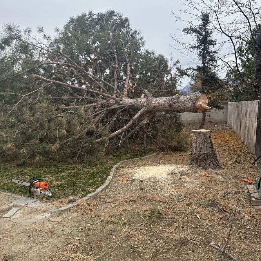 Long Branch Tree Removal and Yard