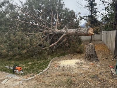Long Branch Tree Removal and Yard