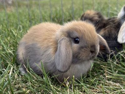 Holland Lop