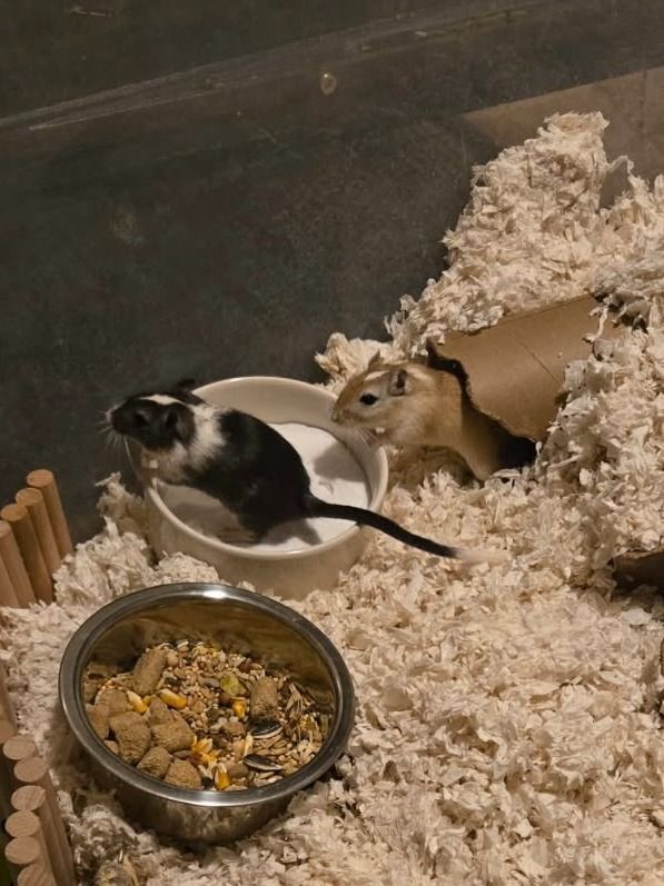 Magpie and Zoey the Gerbils