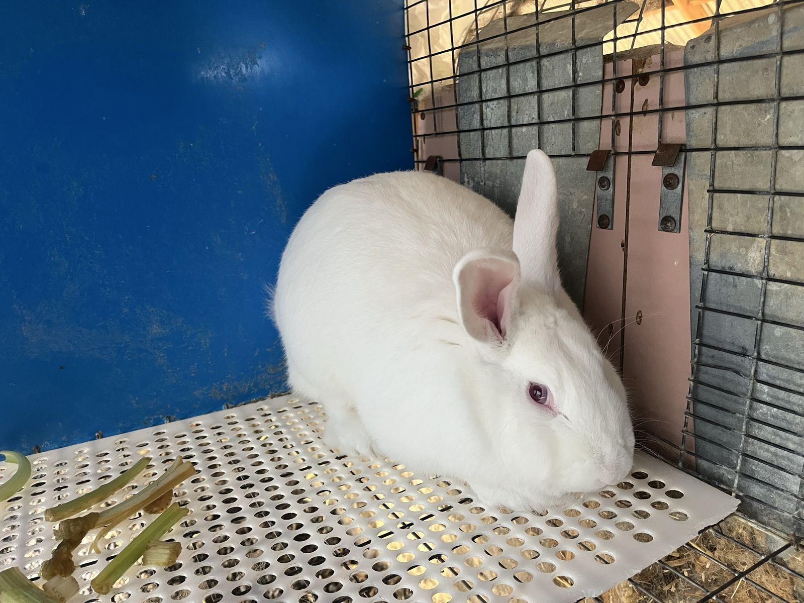 Proven REW New Zealand/Tamuk Cross Buck