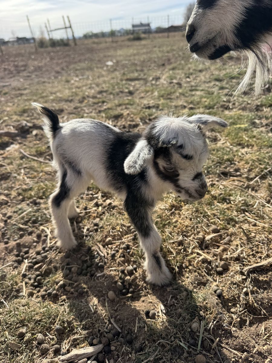 Nigerian Dwarf Bottle Baby