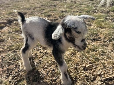 Nigerian Dwarf Bottle Baby
